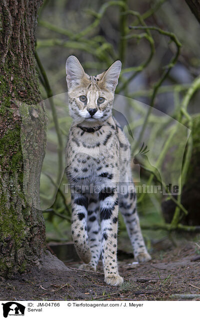 Serval / Serval / JM-04766