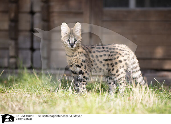 Serval Jungtier / Baby Serval / JM-16042