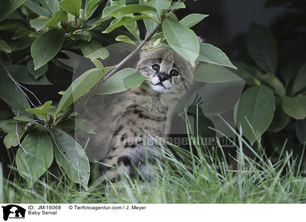 Baby Serval / JM-16068