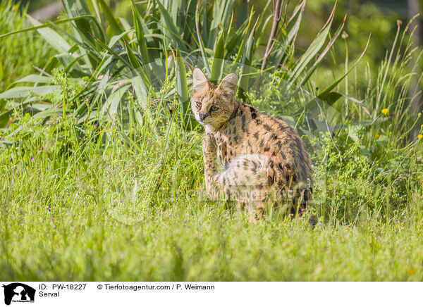 Serval / Serval / PW-18227