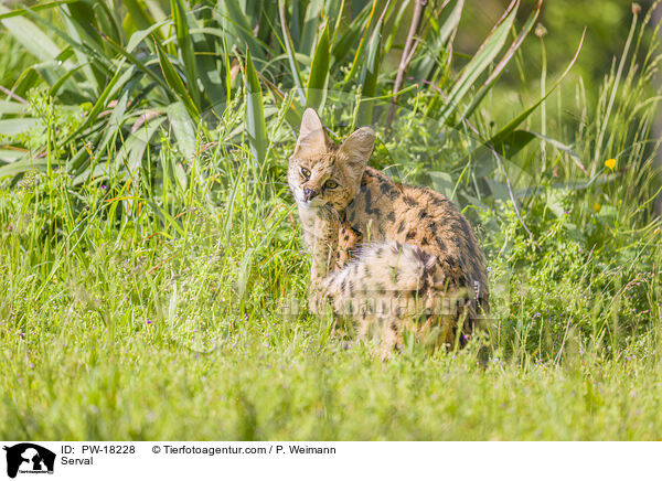 Serval / Serval / PW-18228