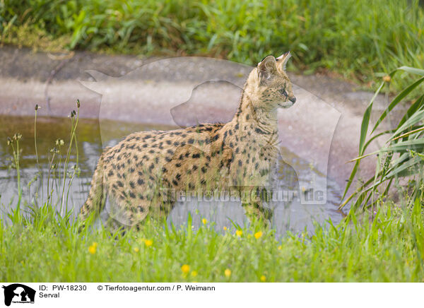 Serval / Serval / PW-18230