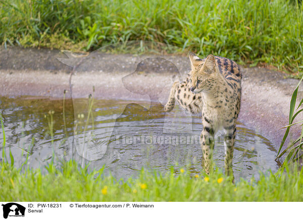 Serval / Serval / PW-18231