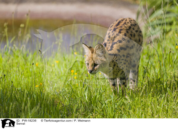 Serval / Serval / PW-18236