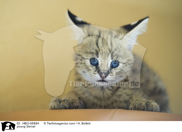 junger Serval / young Serval / HBO-06884