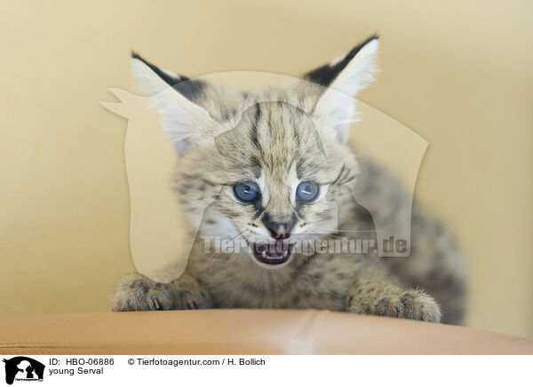 junger Serval / young Serval / HBO-06886