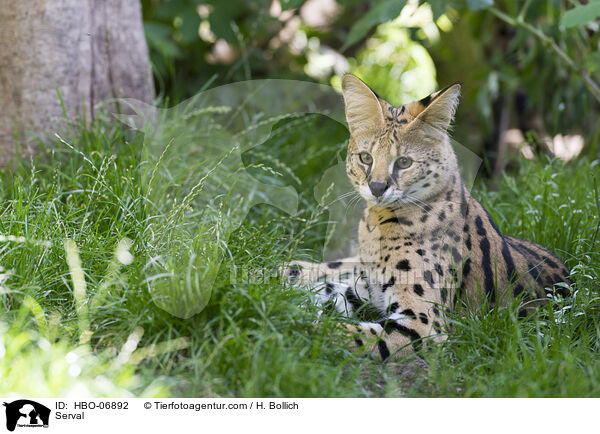 Serval / HBO-06892