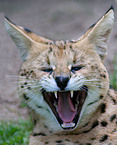 Serval Portrait