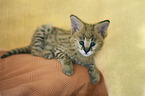 Serval Baby