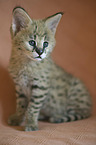 Serval Baby