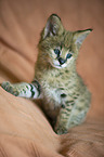 Serval Baby