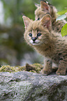 Serval Babies