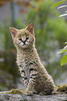 Serval Baby