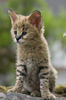 Serval Baby