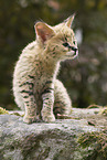 Serval Baby