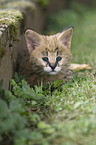 Serval Baby