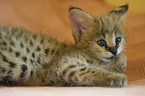 Serval Baby