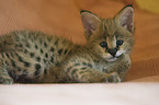 Serval Baby