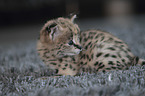 Serval Baby