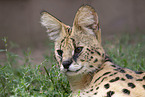 adult Serval