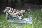 Baby Serval