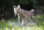 Baby Serval