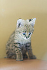 young Serval