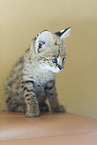 young Serval