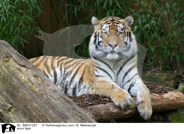 Sibirischer Tiger / amur tiger / BM-01257