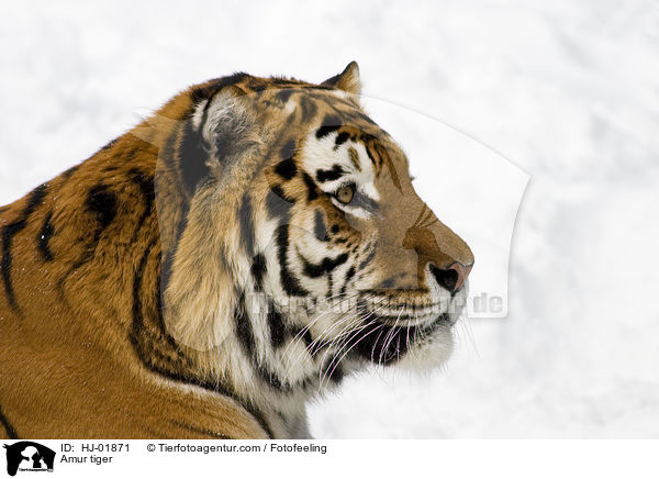 Amur tiger / HJ-01871