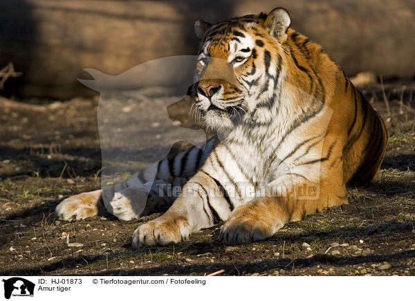 Amur tiger / HJ-01873