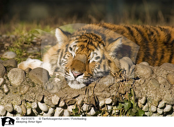 schlafender Amurtiger / sleeping Amur tiger / HJ-01875