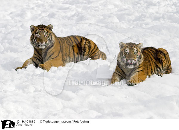 Amurtiger / Amur tigers / HJ-01882