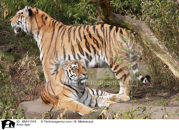 Amur tiger / BM-01545