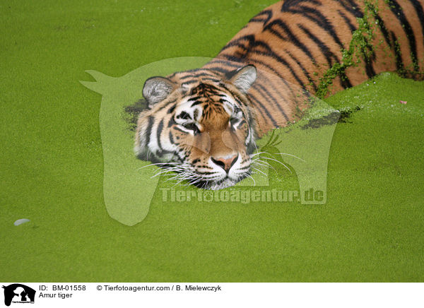 Amur tiger / BM-01558