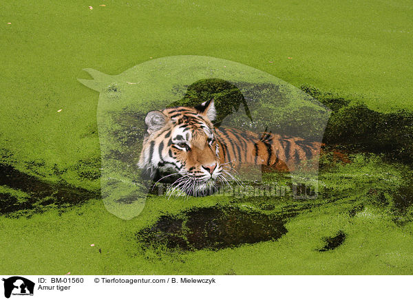 Amur tiger / BM-01560