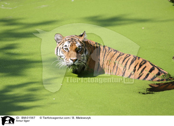 Amurtiger / Amur tiger / BM-01567