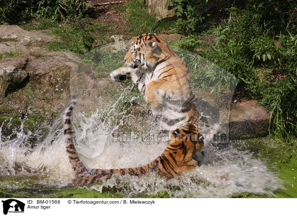 Amur tiger / BM-01568