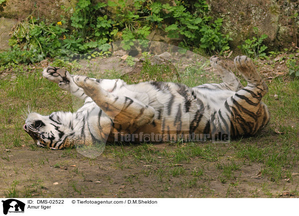 Amur tiger / DMS-02522