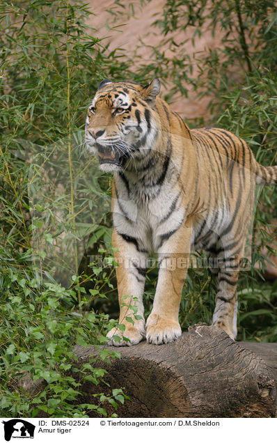 Amur tiger / DMS-02524