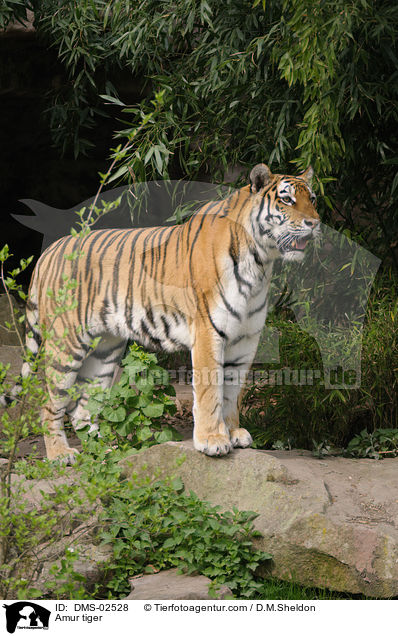 Amur tiger / DMS-02528