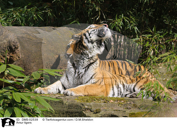 Amurtiger / Amur tigers / DMS-02539