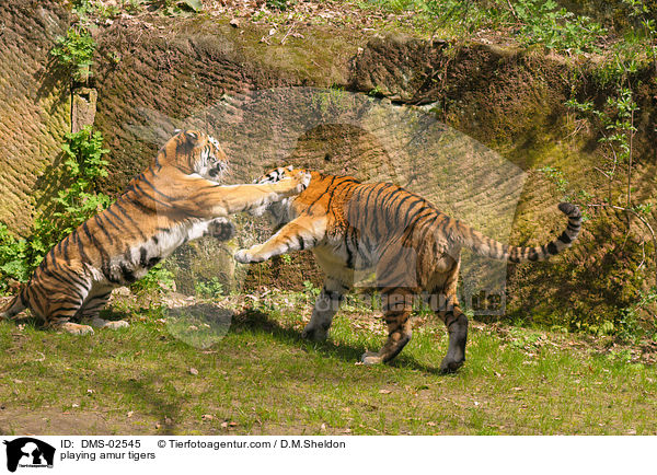 spielende Amurtiger / playing amur tigers / DMS-02545