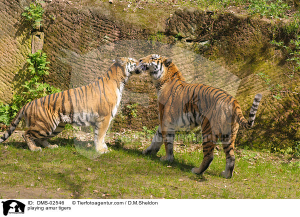 spielende Amurtiger / playing amur tigers / DMS-02546