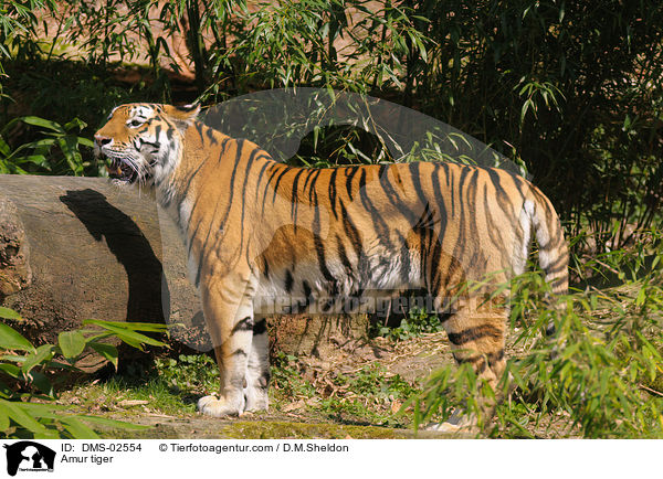 Amurtiger / Amur tiger / DMS-02554