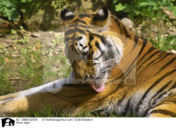 Amurtiger / Amur tiger / DMS-02555