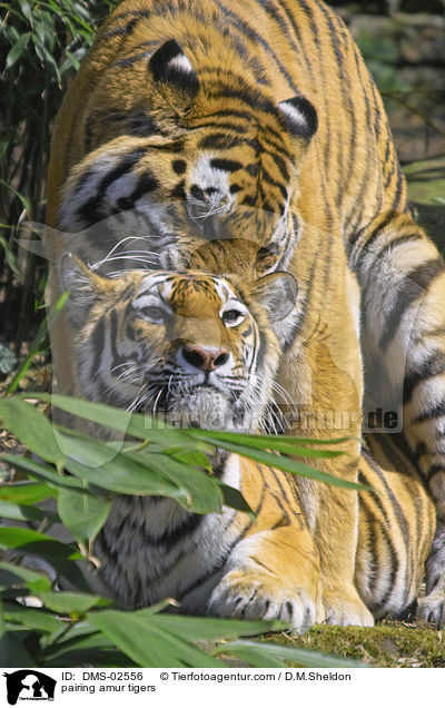pairing amur tigers / DMS-02556