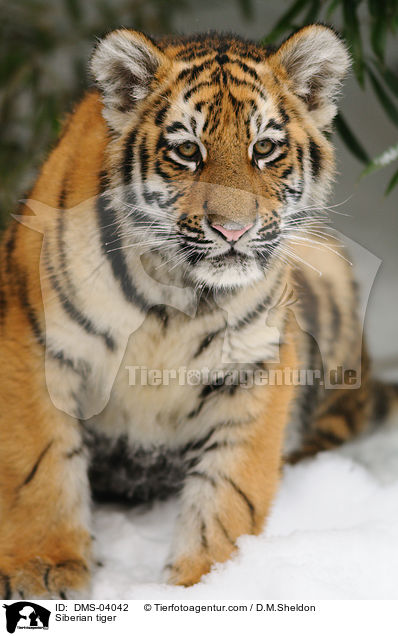 Siberian tiger / DMS-04042