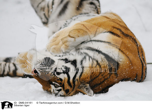 Amurtiger / Siberian tiger / DMS-04161