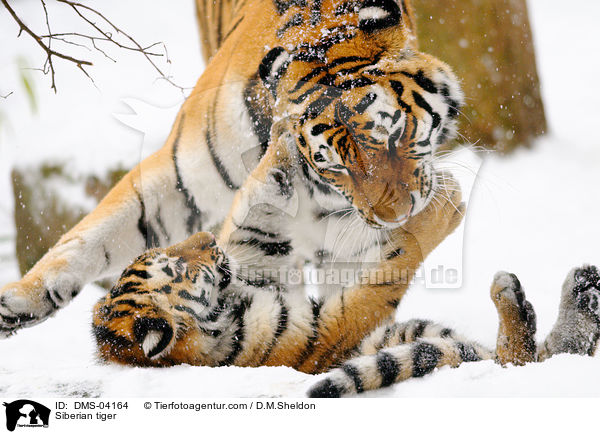 Siberian tiger / DMS-04164